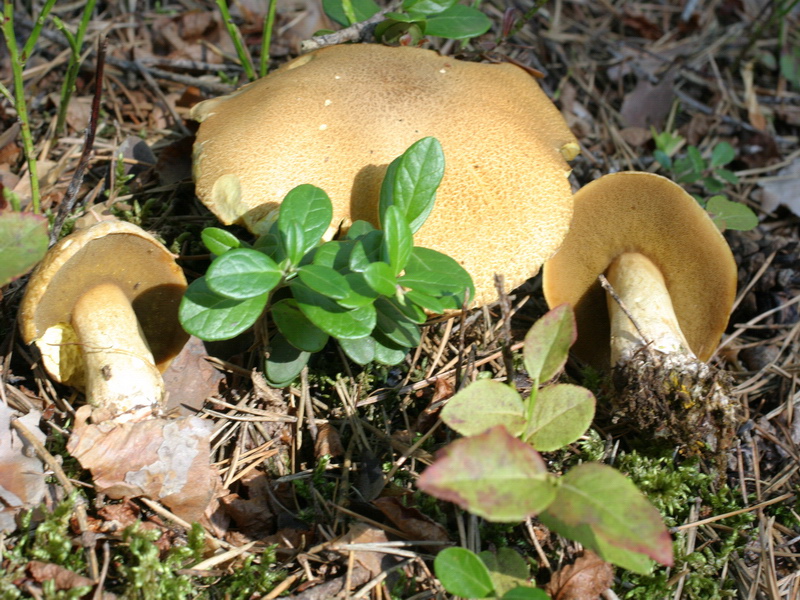 Specie interessanti dalla Lapponia 3 alcune boletaceae